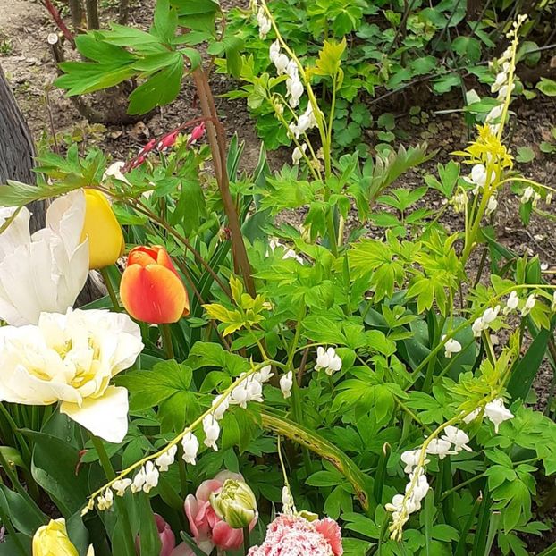  - 002Flori de primăvară 2021