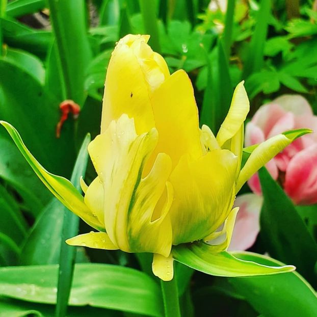  - 002Flori de primăvară 2021