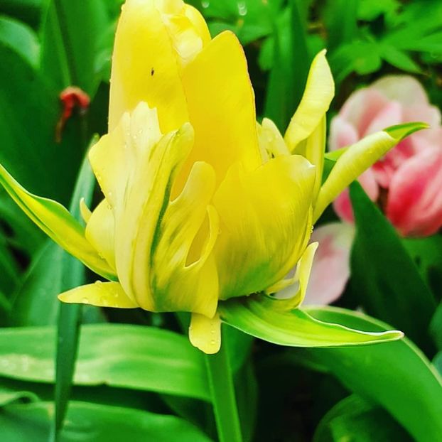  - 002Flori de primăvară 2021