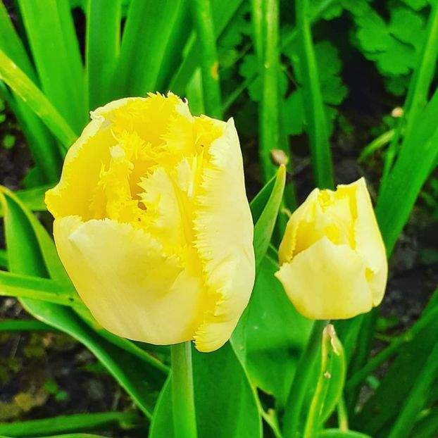  - 002Flori de primăvară 2021