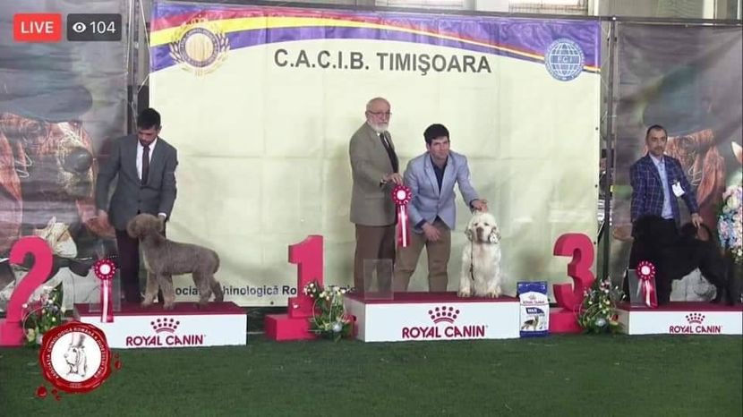  - dresaj de ring pt expozitii de frumusete