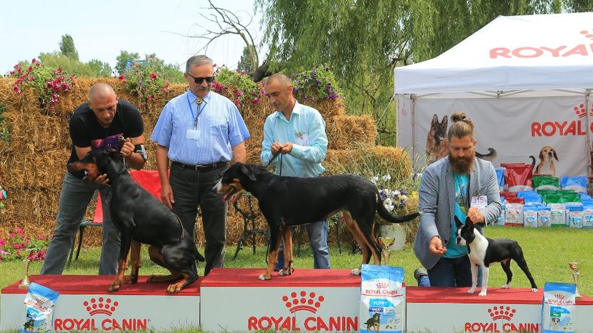  - dresaj de ring pt expozitii de frumusete