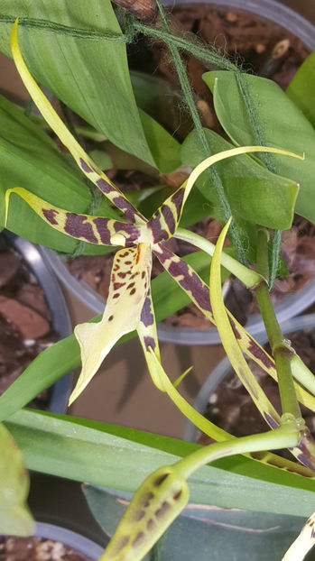 brassia "toscane" - Orhidee_4_simpodiale cu pseudobulbi
