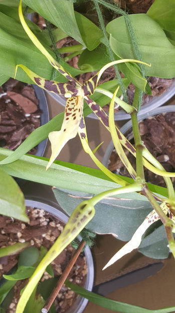 brassia "toscane" - Orhidee_4_simpodiale cu pseudobulbi