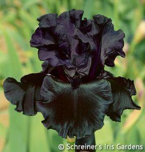 th2_blackisblack_web1 - IRISI -achizitii
