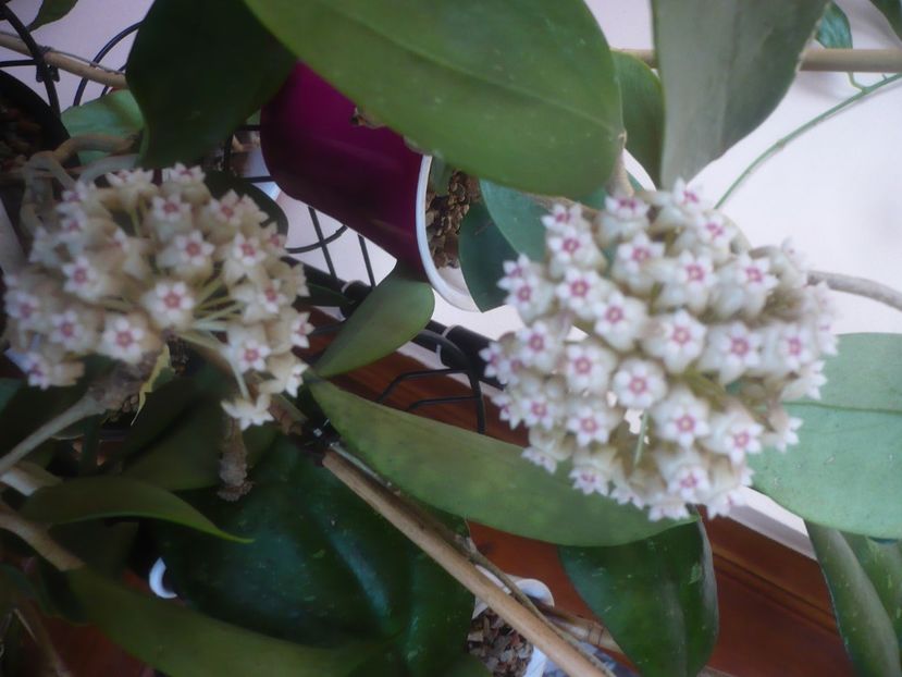 P1470597 - HOYA 2021-1