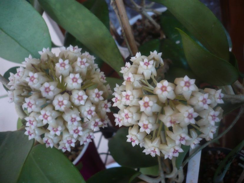 P1470598 - HOYA 2021-1