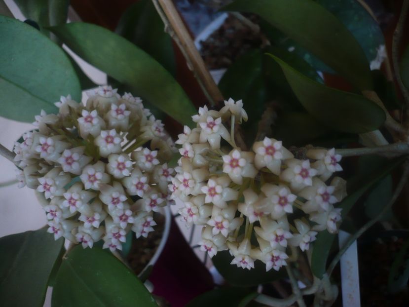 P1470600 - HOYA 2021-1