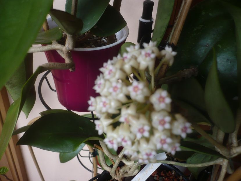 P1470602 - HOYA 2021-1