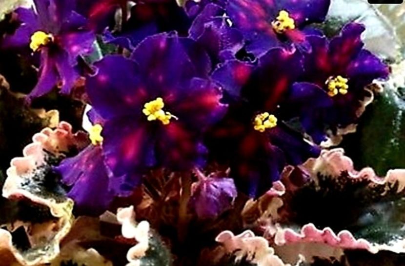 VaT Zvezdochet  epuizat - AA Poze net