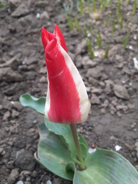  - Primăvara 2021