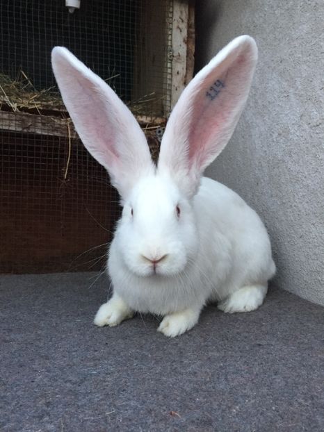 D16D495F-26E2-4D6B-BA79-6CBBFFDC71EA - RO 8-114alb