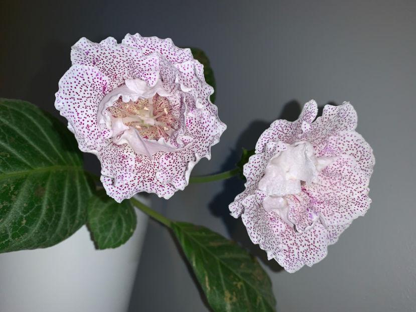  - Plante de interior 2021