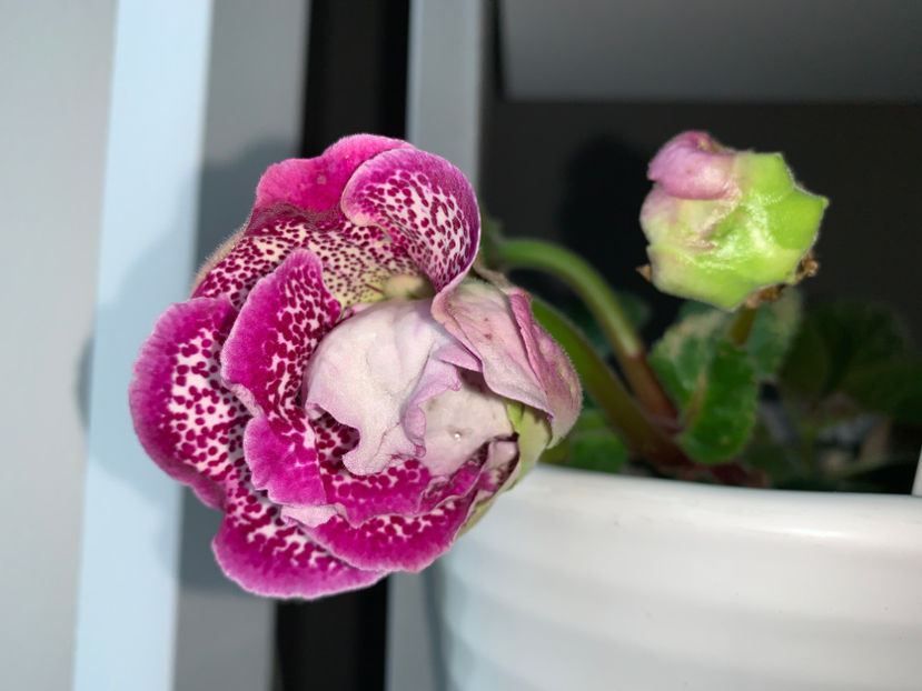 Yeva - Plante de interior 2021