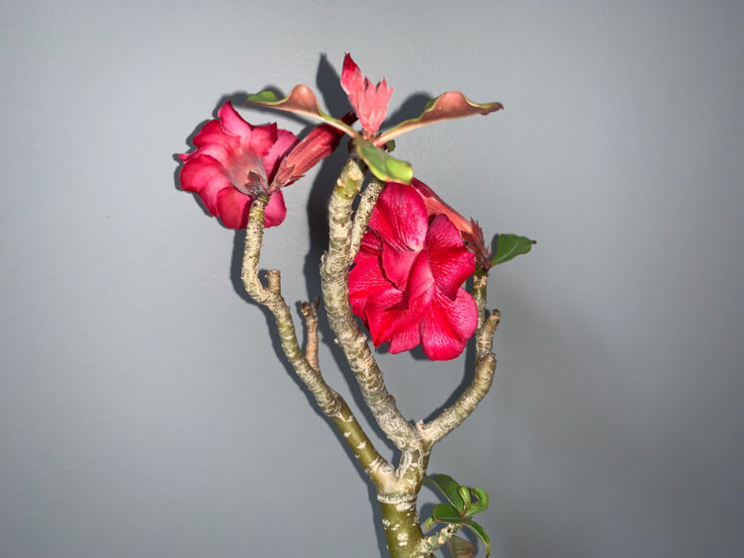  - Plante de interior 2021