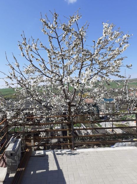 received_4652242761468854 - Gradina 2021