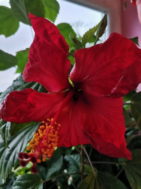 Din seminte - Hibiscus 2015-2024