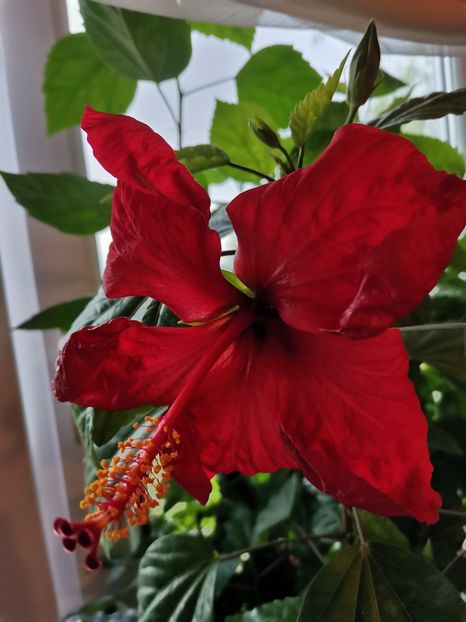  - Hibiscus 2015-2024