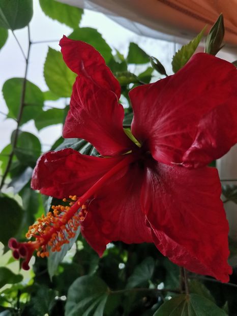  - Hibiscus 2015-2024