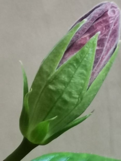  - Hibiscus 2015-2024