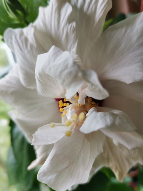  - Hibiscus 2015-2024