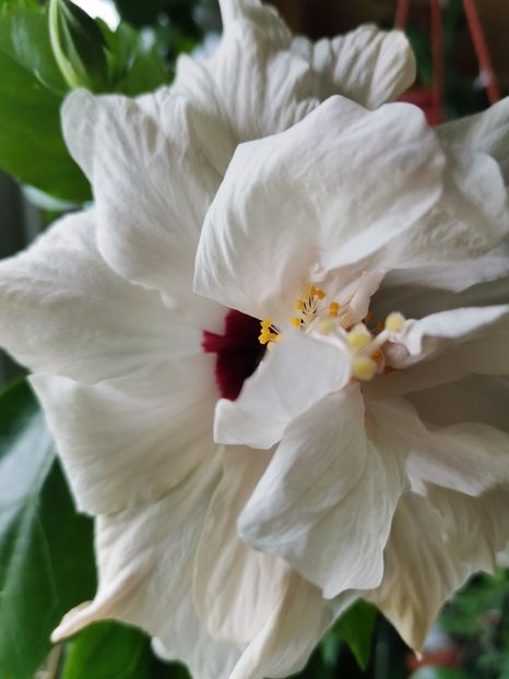  - Hibiscus 2015-2024