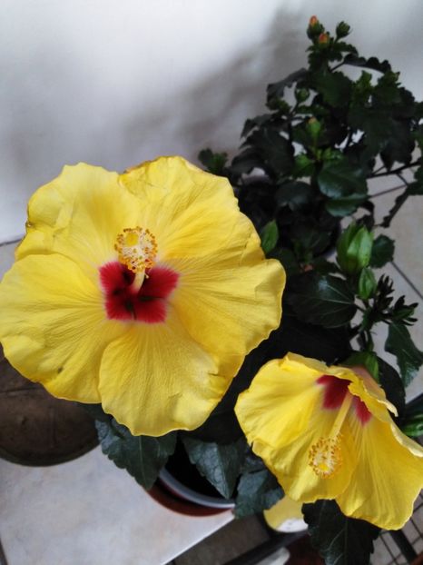  - HIBISCUS 2021