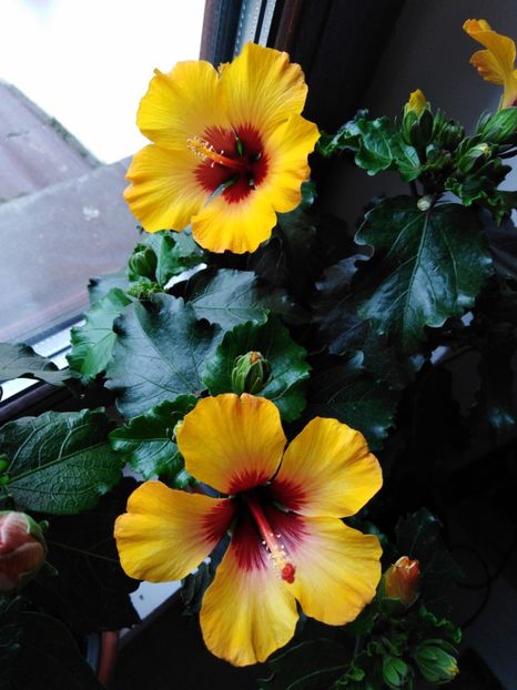  - HIBISCUS 2021