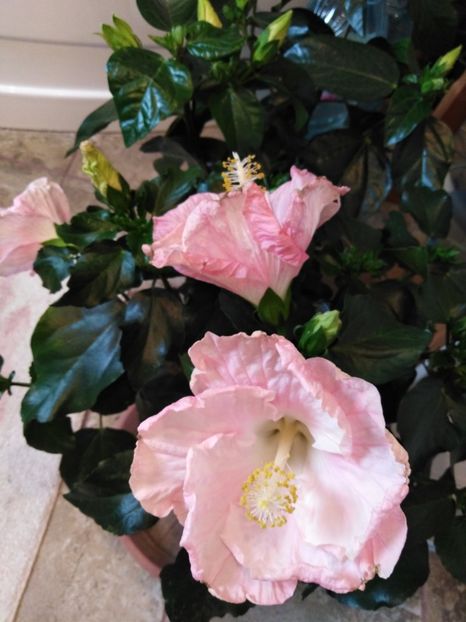  - HIBISCUS 2021