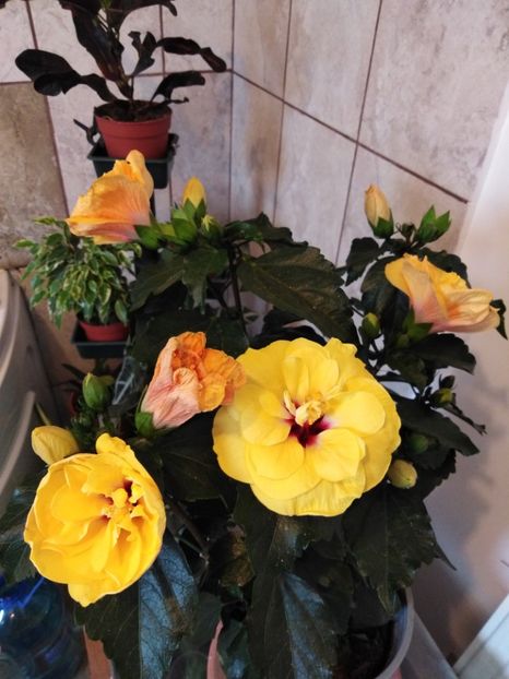  - HIBISCUS 2021