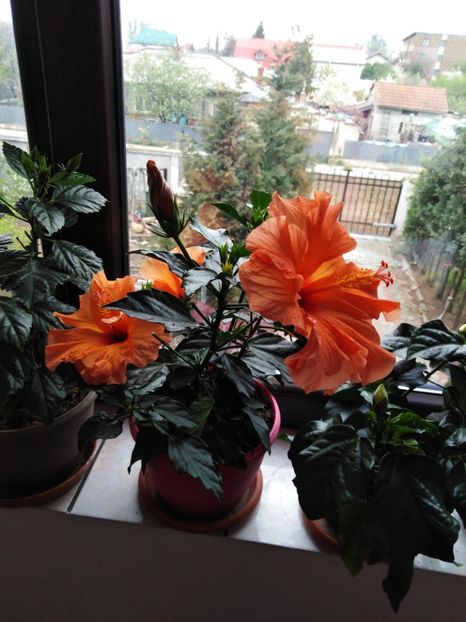  - HIBISCUS 2021