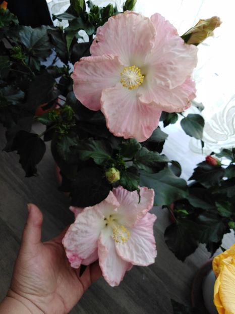  - HIBISCUS 2021