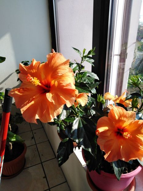  - HIBISCUS 2021