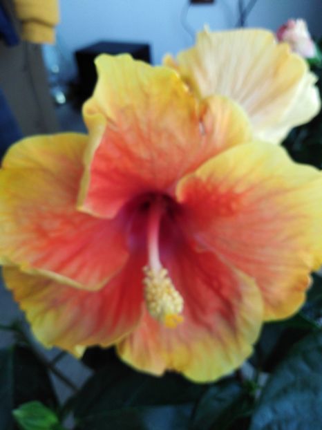  - HIBISCUS 2021