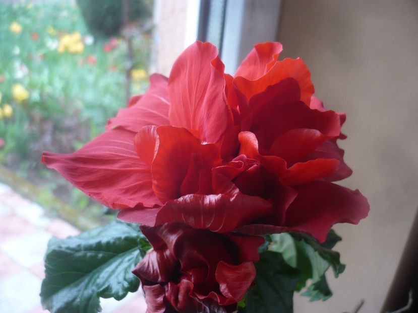 29.04.2021 - HIBISCUSI 2021-1