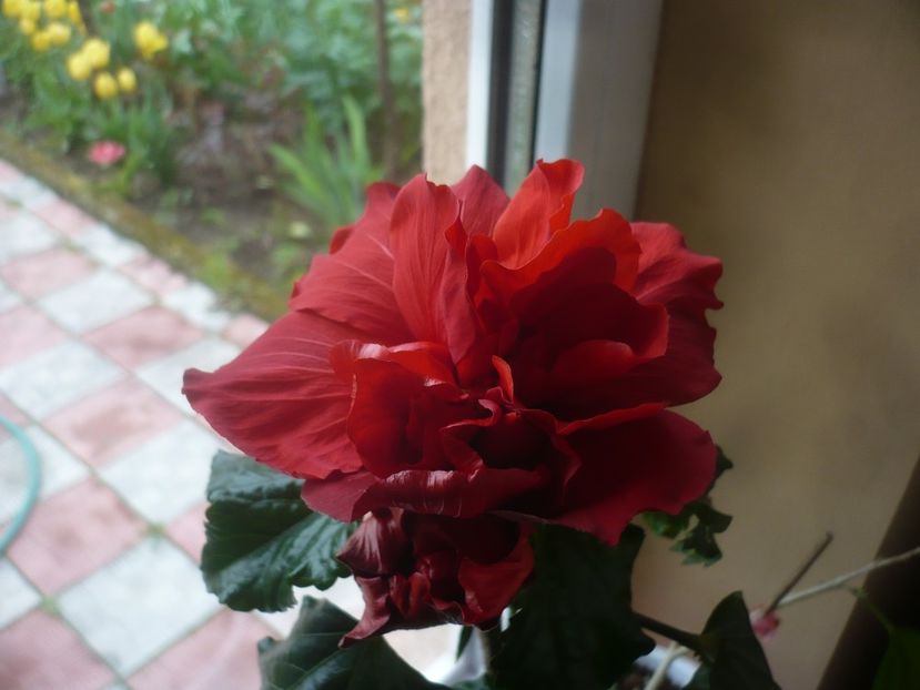 P1470610 - HIBISCUSI 2021-1