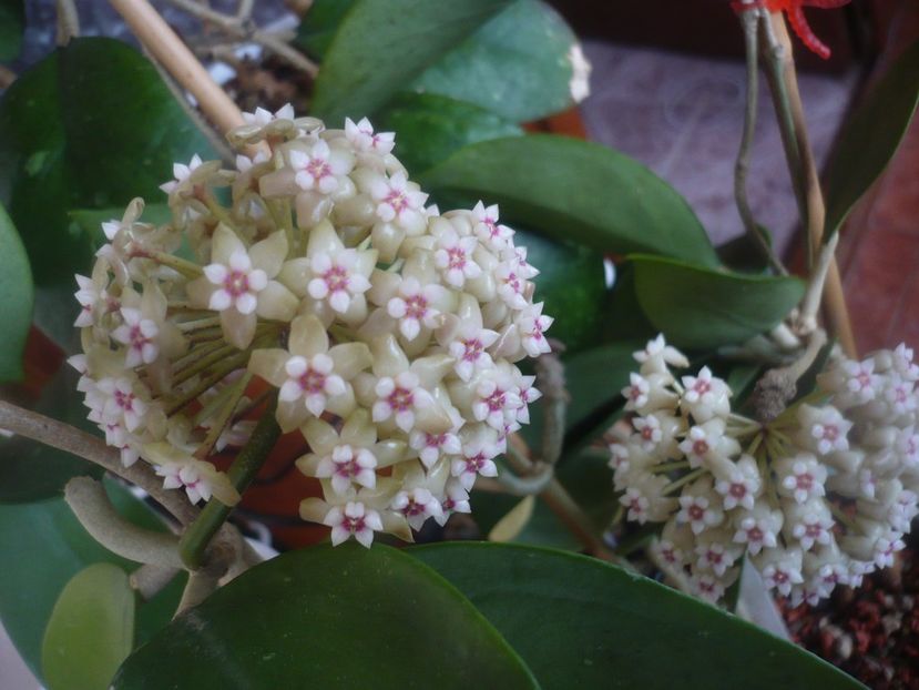 29.04.2021 - HOYA 2021-1