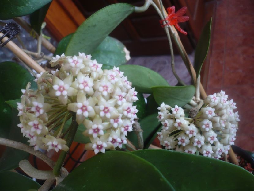 P1470616 - HOYA 2021-1