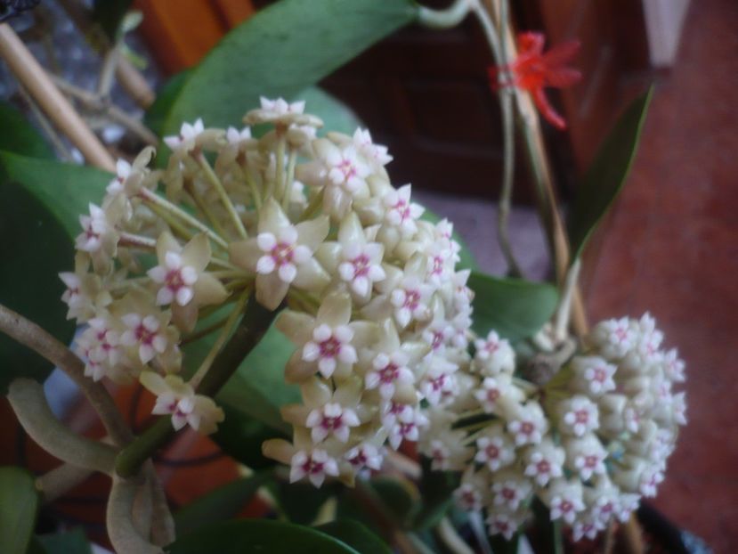 P1470617 - HOYA 2021-1