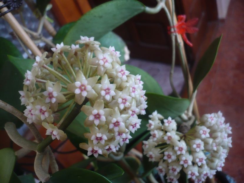 P1470618 - HOYA 2021-1