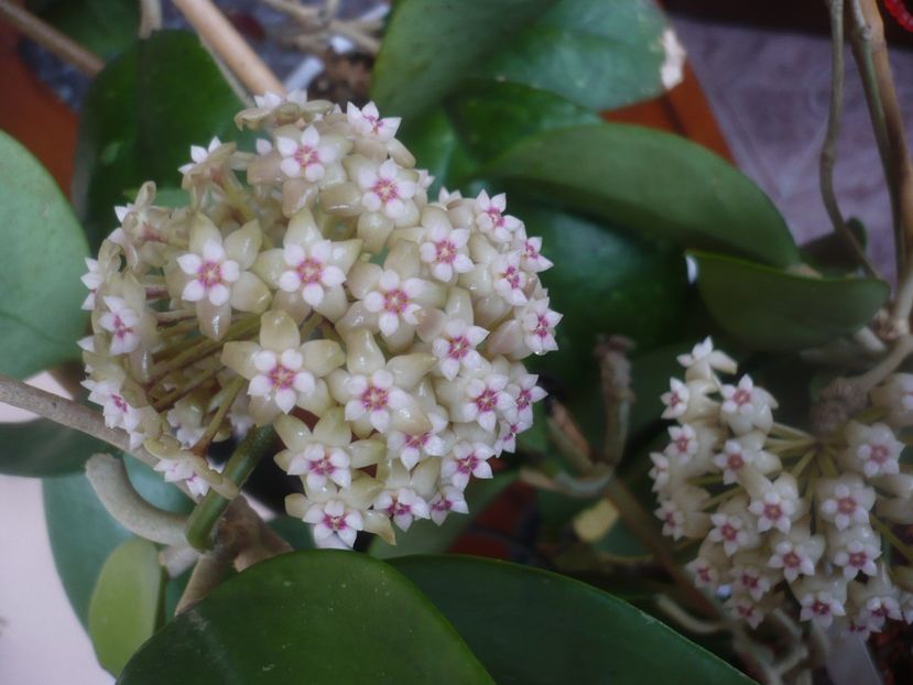 P1470619 - HOYA 2021-1