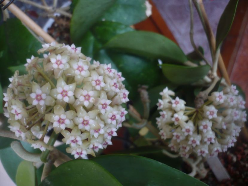 P1470620 - HOYA 2021-1