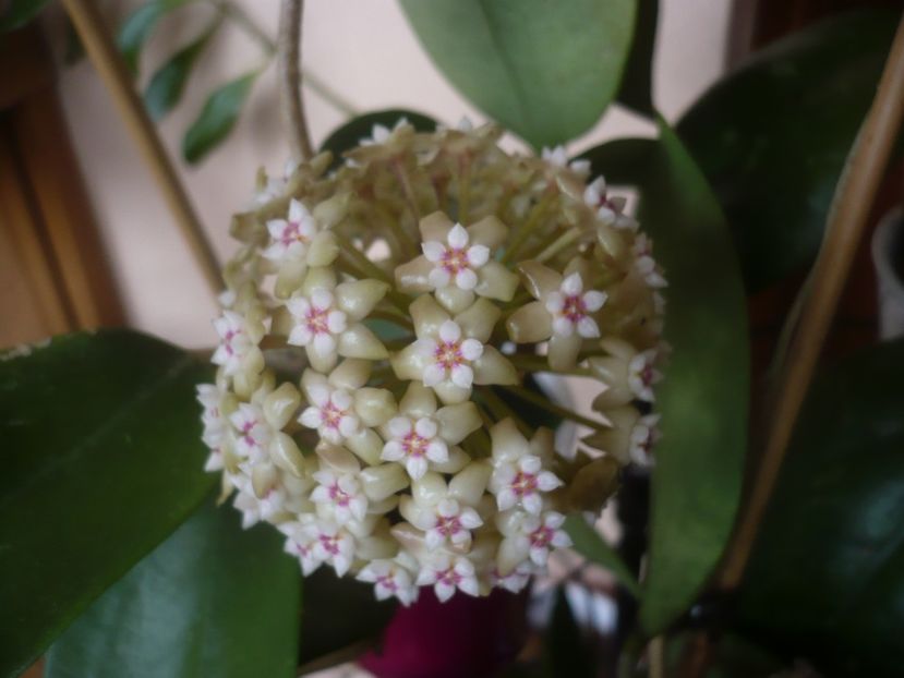 P1470622 - HOYA 2021-1