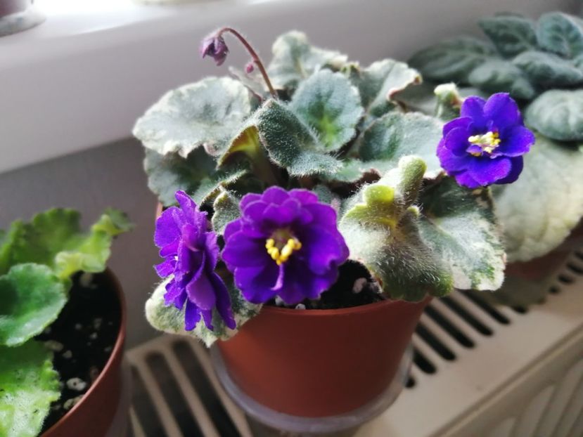  - Skagit VICTORY trail