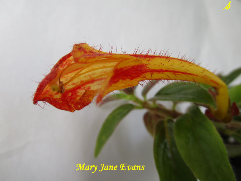 Mary Jane Evans 1(29-04-2021) - Columnee 2021