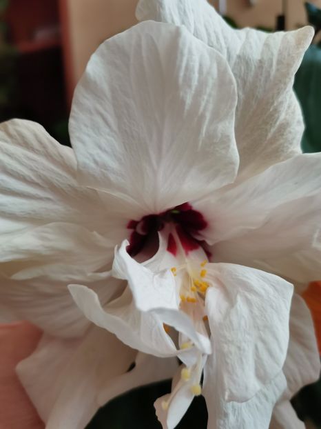  - Hibiscus 2015-2024