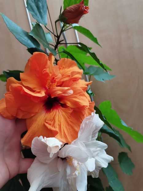  - Hibiscus 2015-2024
