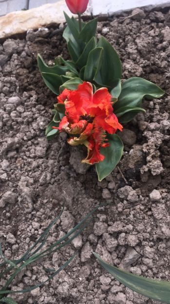 4199D69D-6F64-4953-91DE-39881A0AC747 - Primăvara 2021