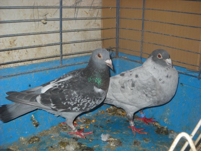 9 - UNDEVA IN SUCEAVA arhiva