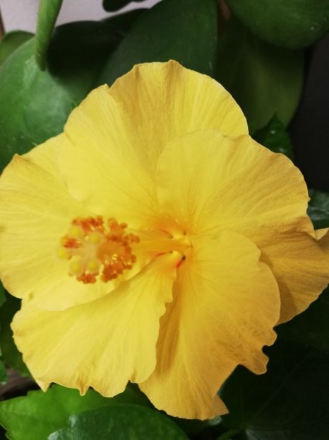  - Hibiscus Starlet